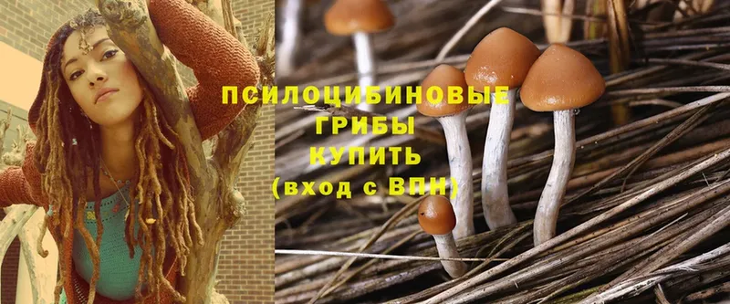 Псилоцибиновые грибы Cubensis  Ахтубинск 